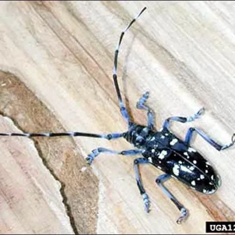 thumbnail for publication: Citrus Longhorned Beetle, Anoplophora chinensis (Forster) (Insecta: Coleoptera: Cerambycidae)